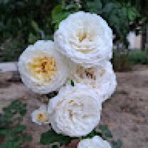 jam05